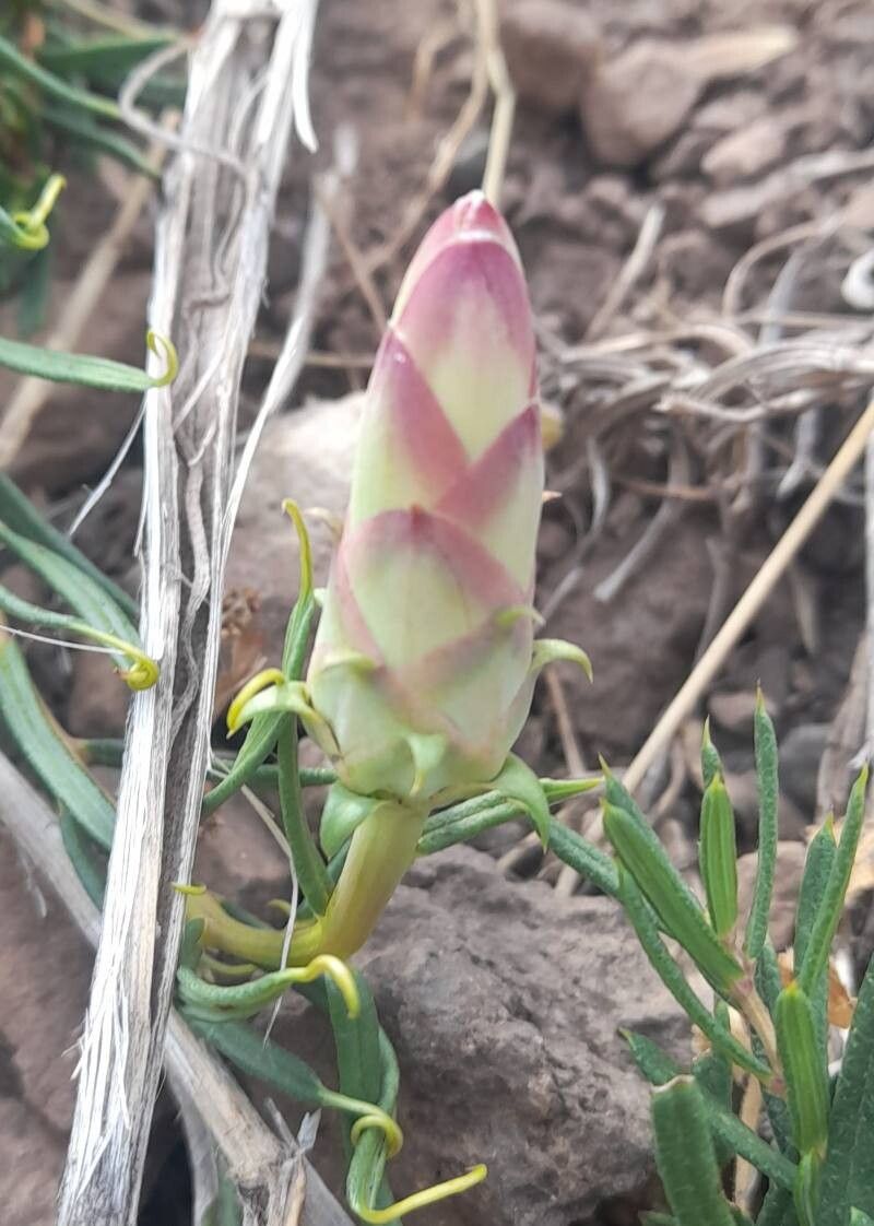 Mutisia subulata other