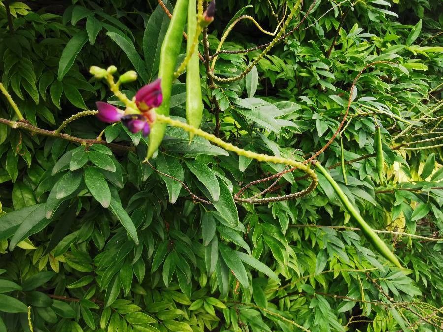 Millettia japonica flower