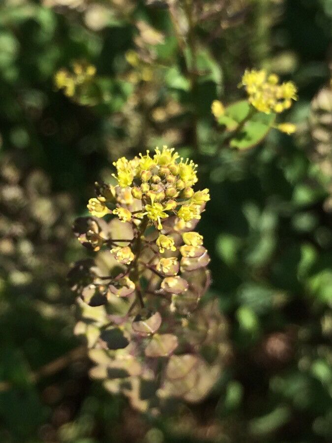 Lepidium perfoliatum flower