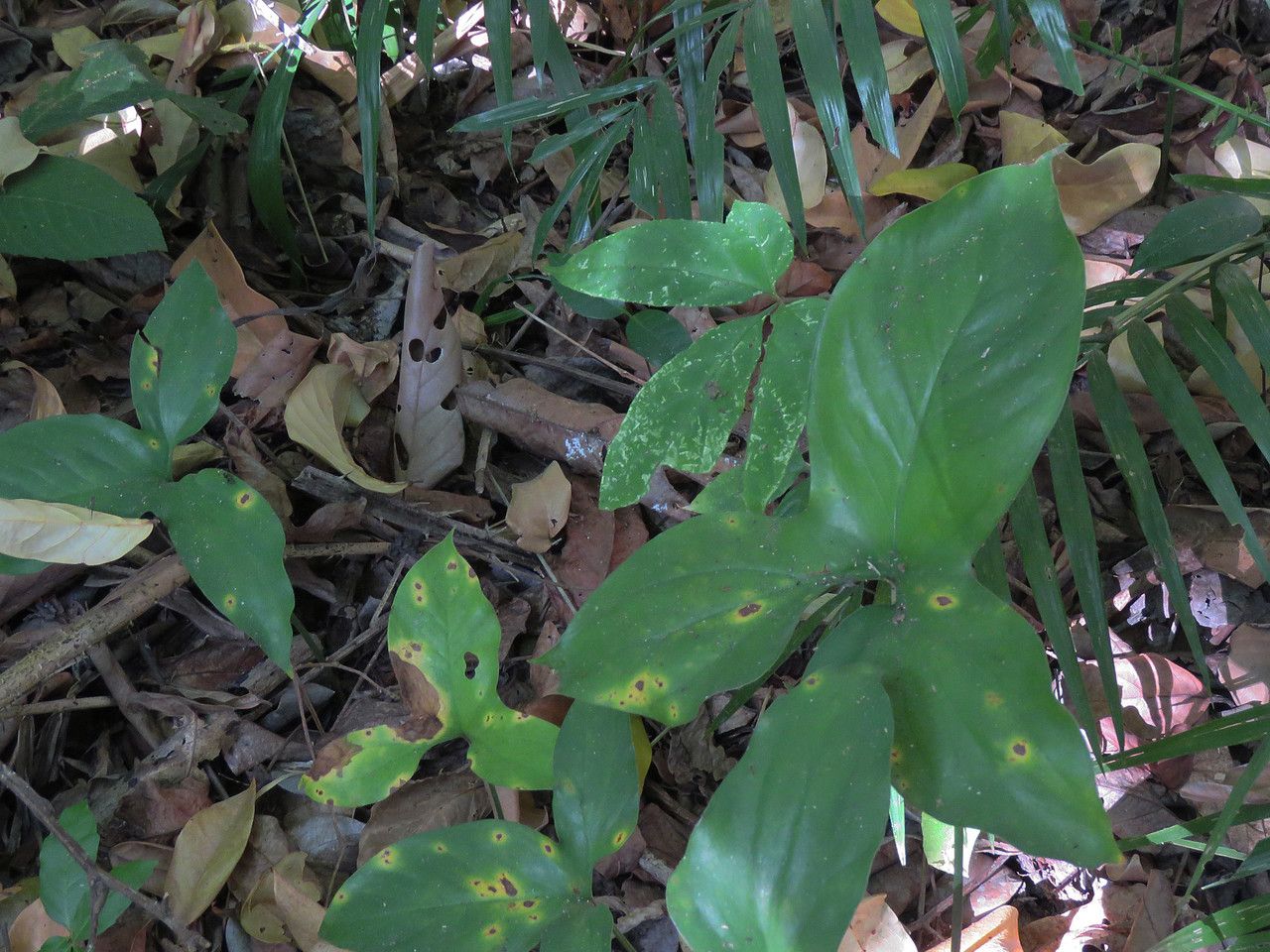 Cercestis afzelii — related species from the same genus