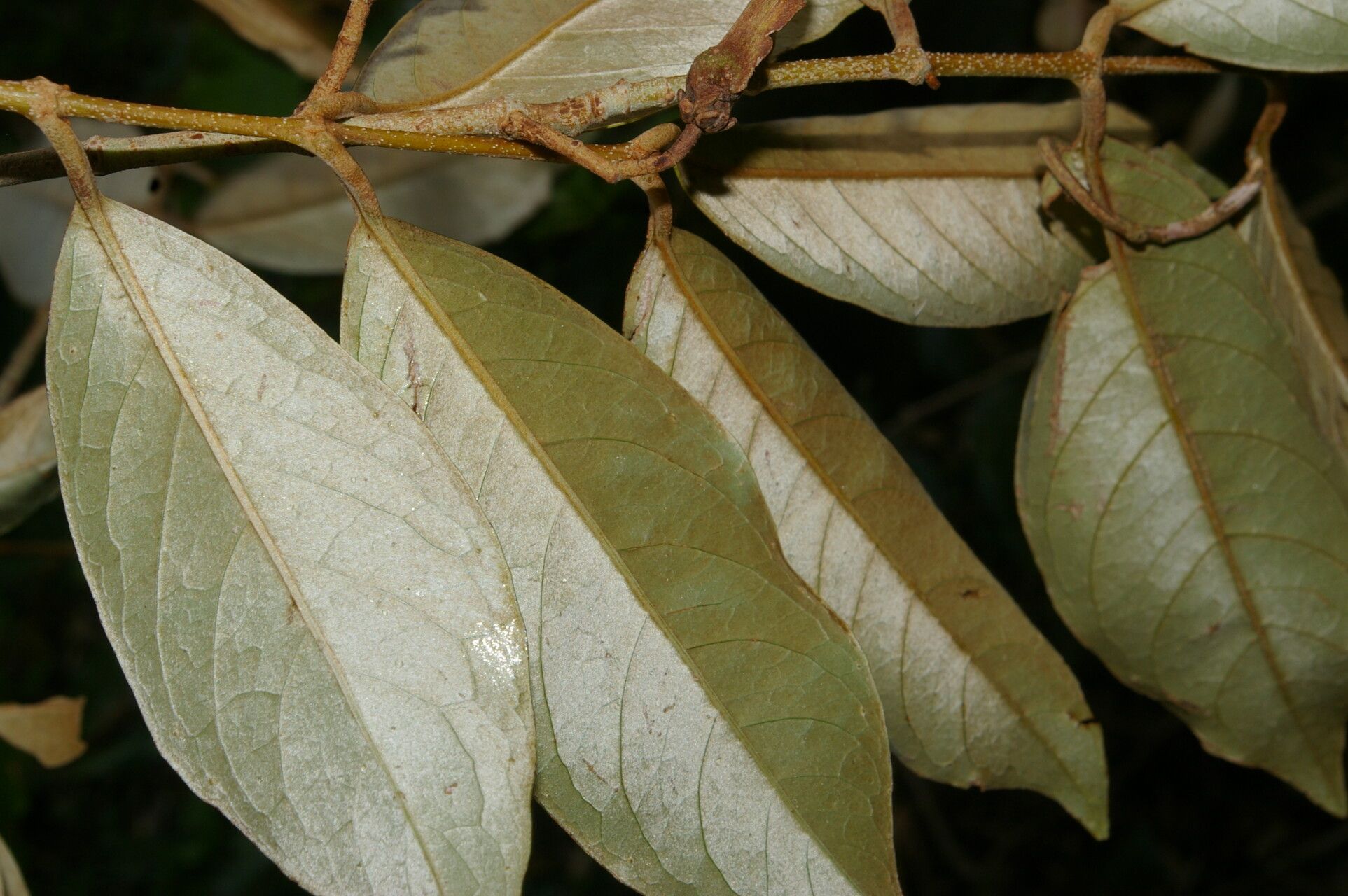 Heteropterys macrostachya fruit