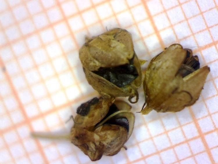 Allium saxatile fruit