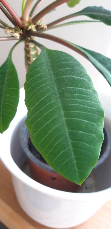 Euphorbia canuti leaf