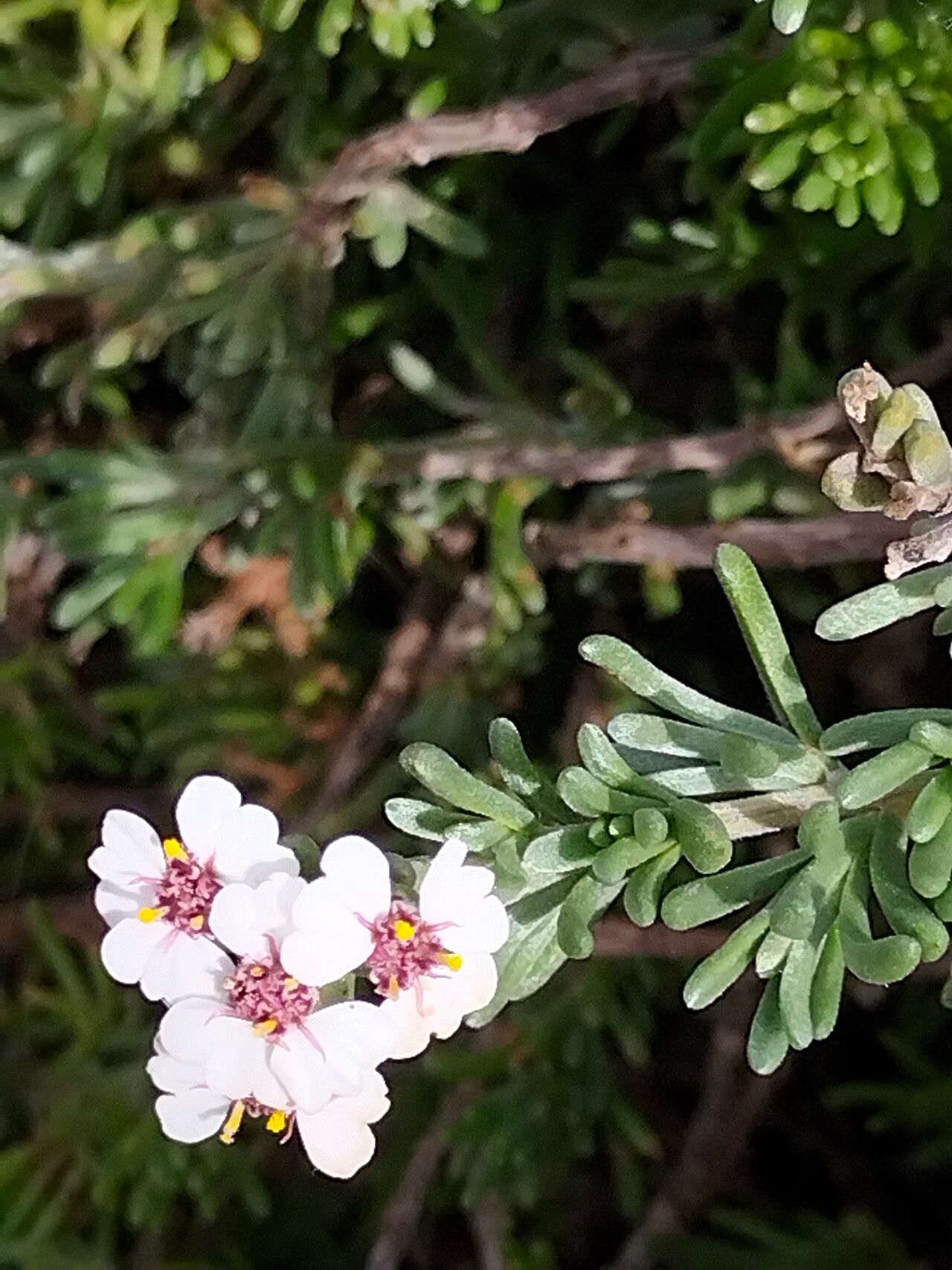 Eriocephalus africanus flower