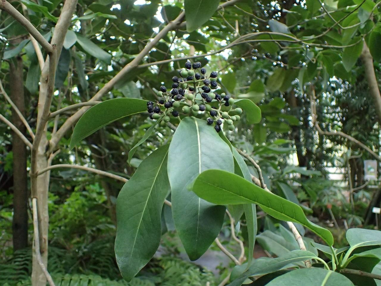 Coptosperma borbonicum habit