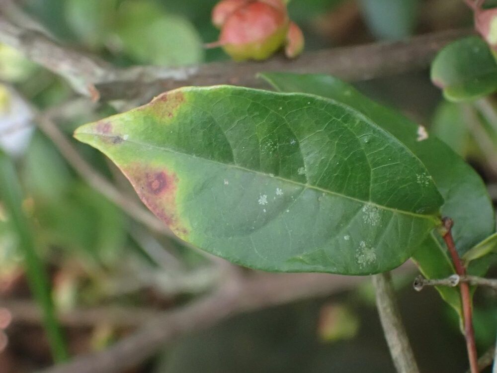 Tetracera poggei — houseplant care guide