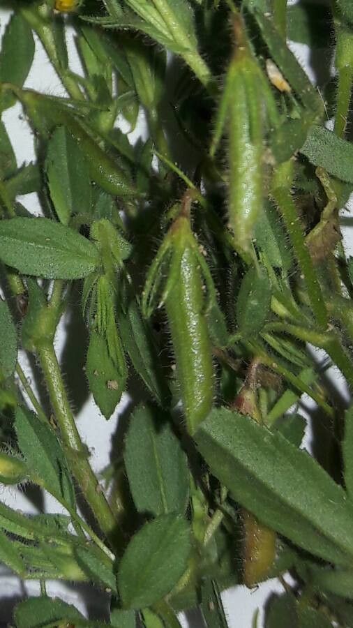 Ononis ornithopodioides fruit