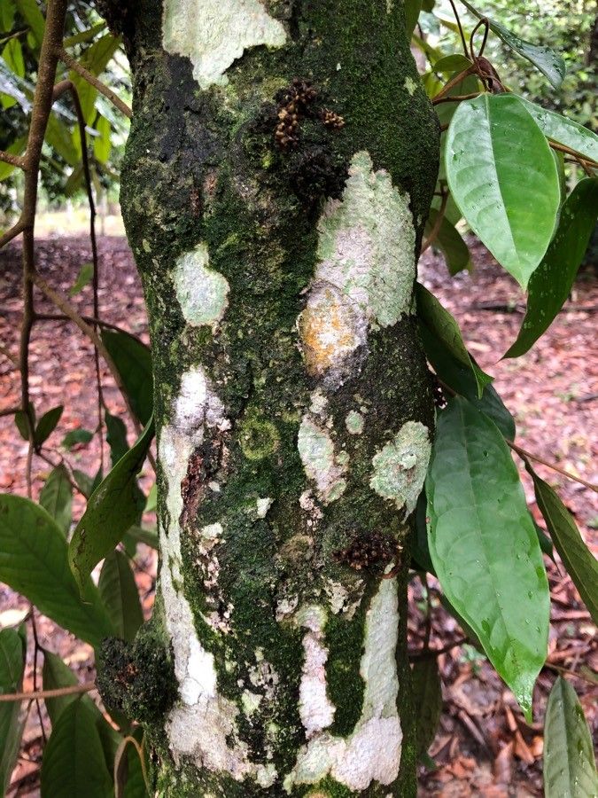 Polyalthia cinnamomea bark