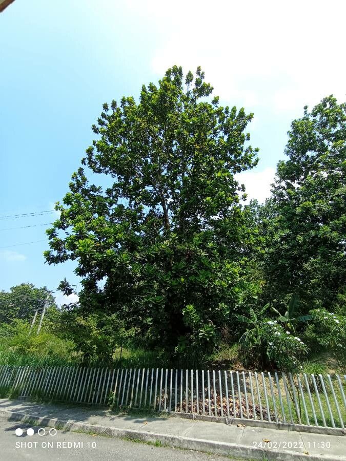 Anacardium excelsum habit