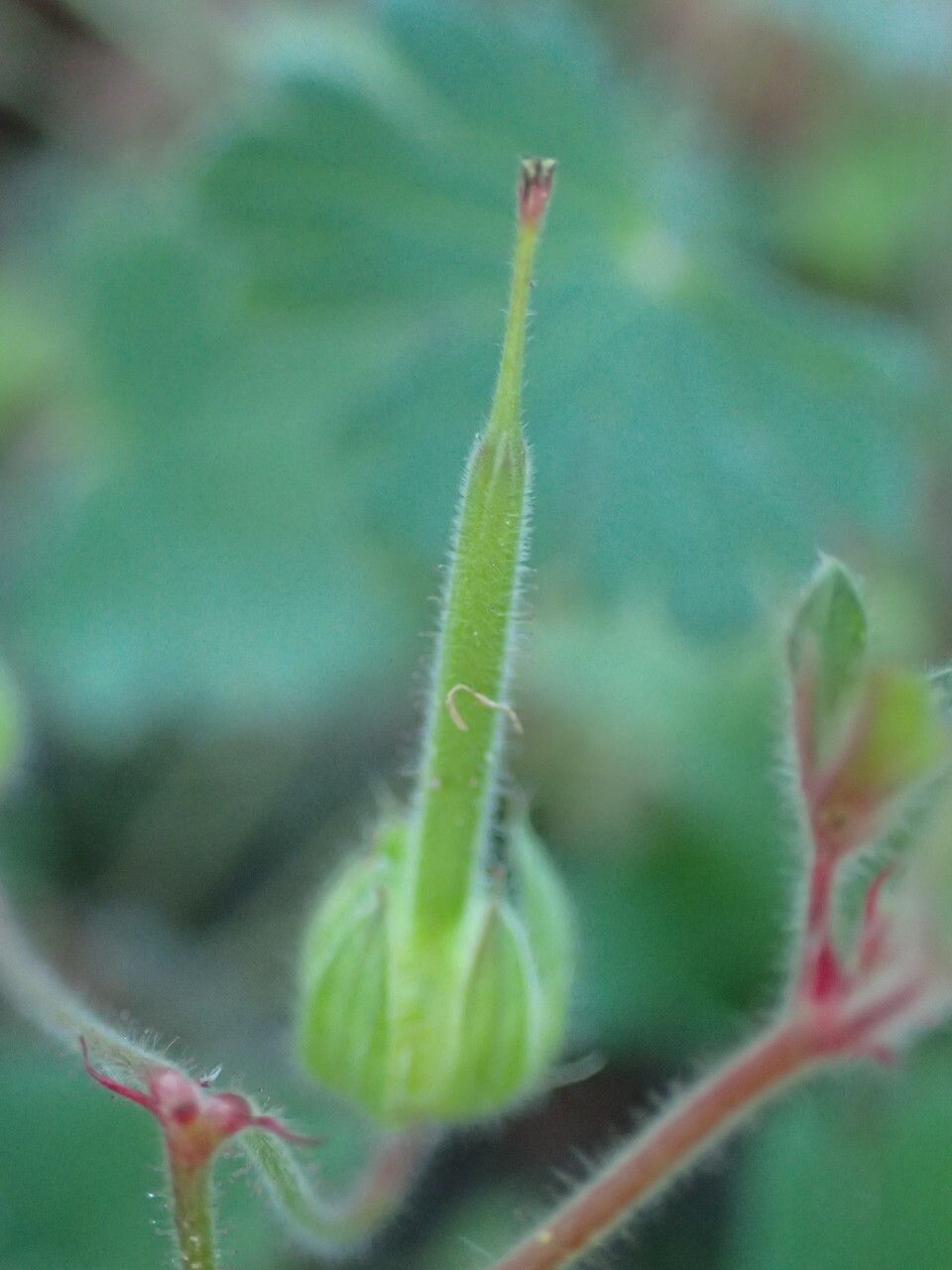 Geranium rotundifolium fruit