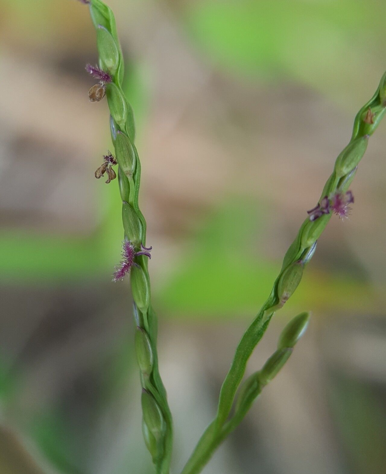 Digitaria fuscescens flower