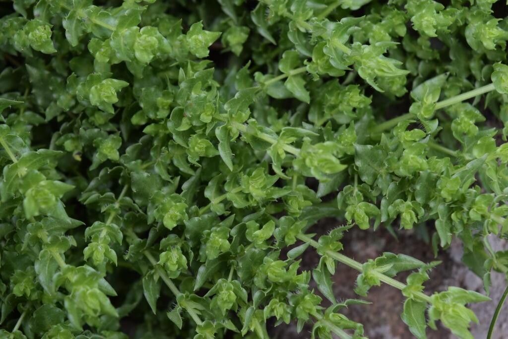 Wahlenbergia madagascariensis leaf