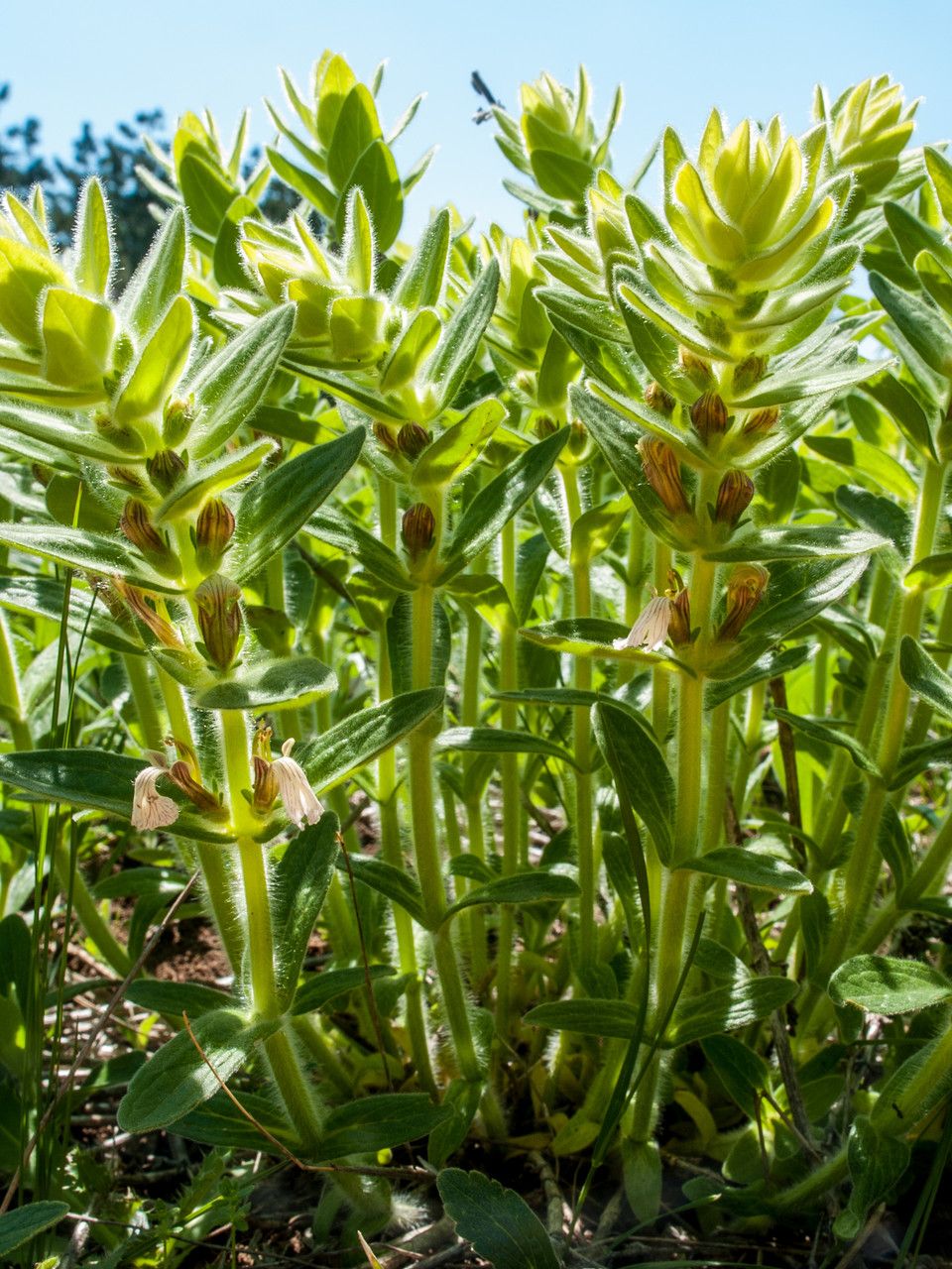Ajuga laxmannii flower