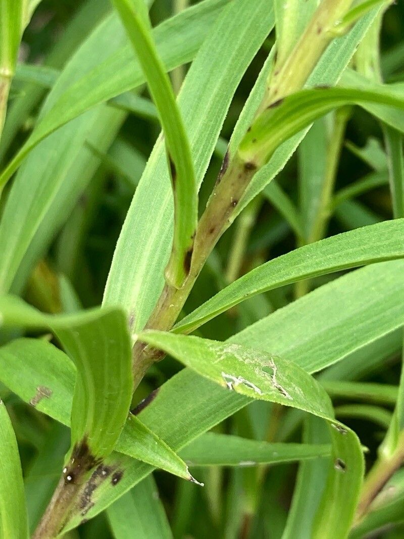 Pentanema ensifolium bark