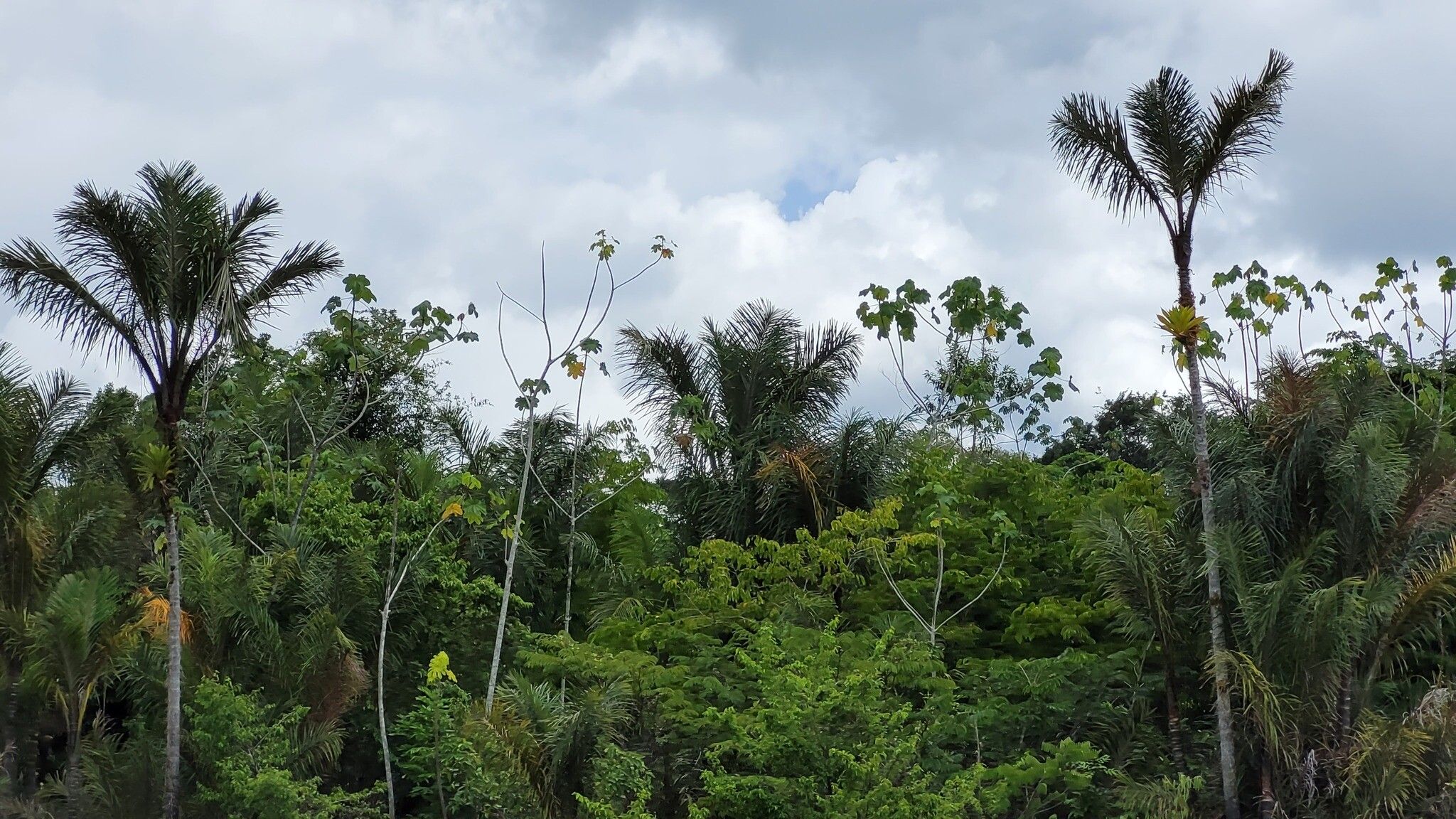 Astrocaryum jauari habit