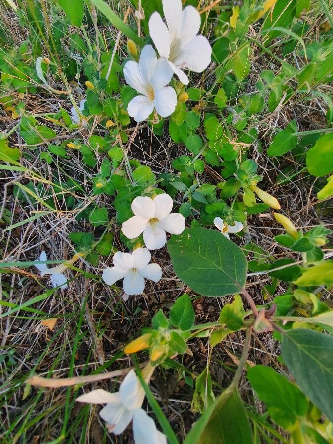 Barleria robertsoniae leaf