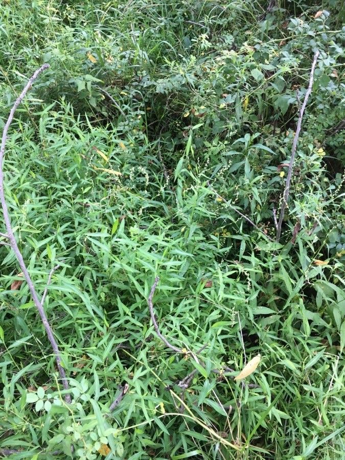 Polygonum setaceum habit
