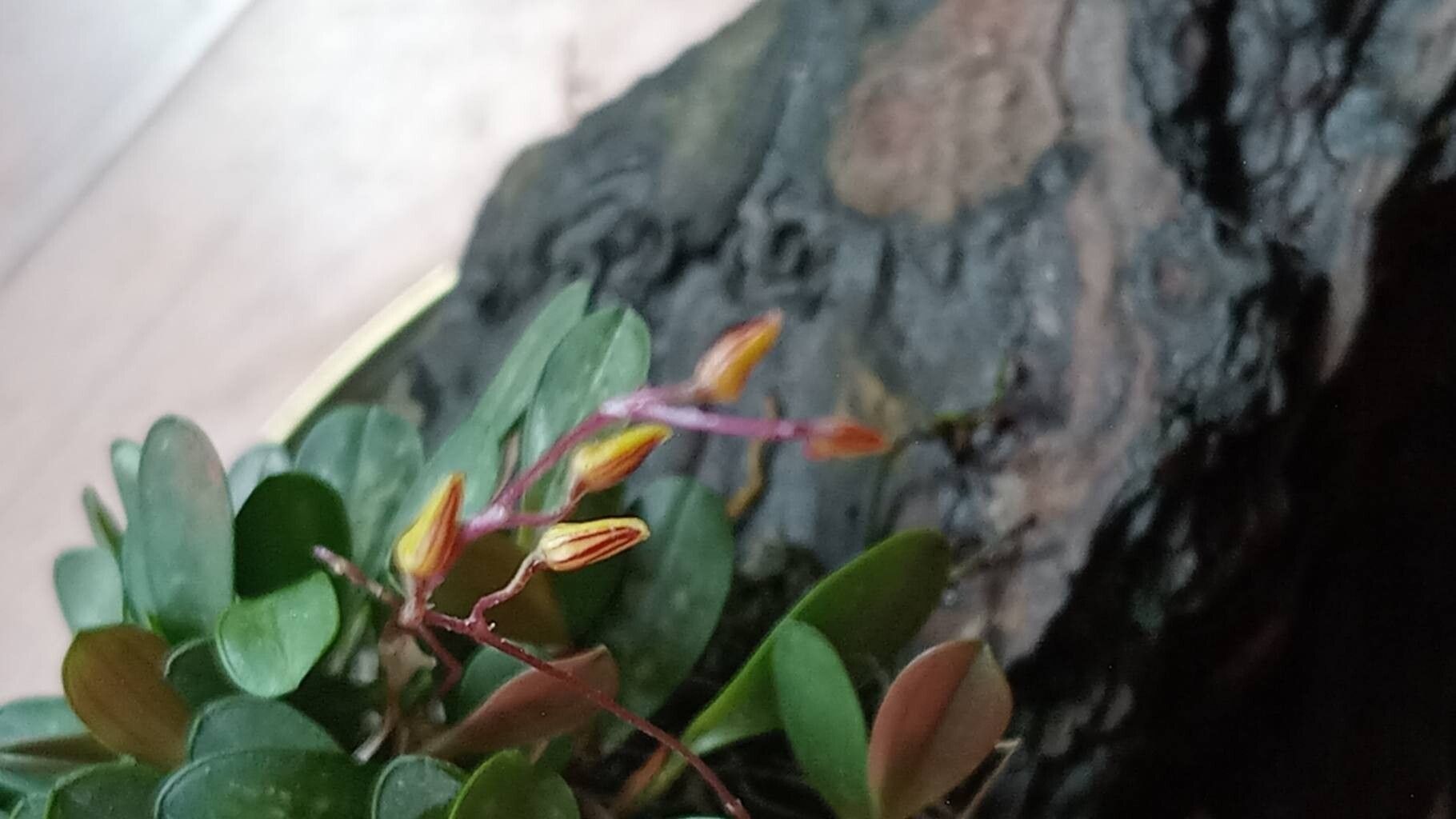 Specklinia picta flower