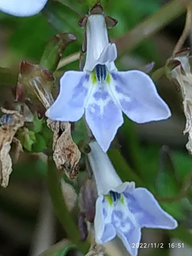Lobelia serpens flower