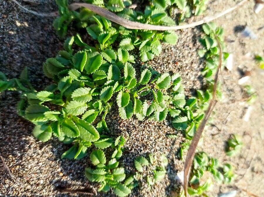 Ononis variegata leaf