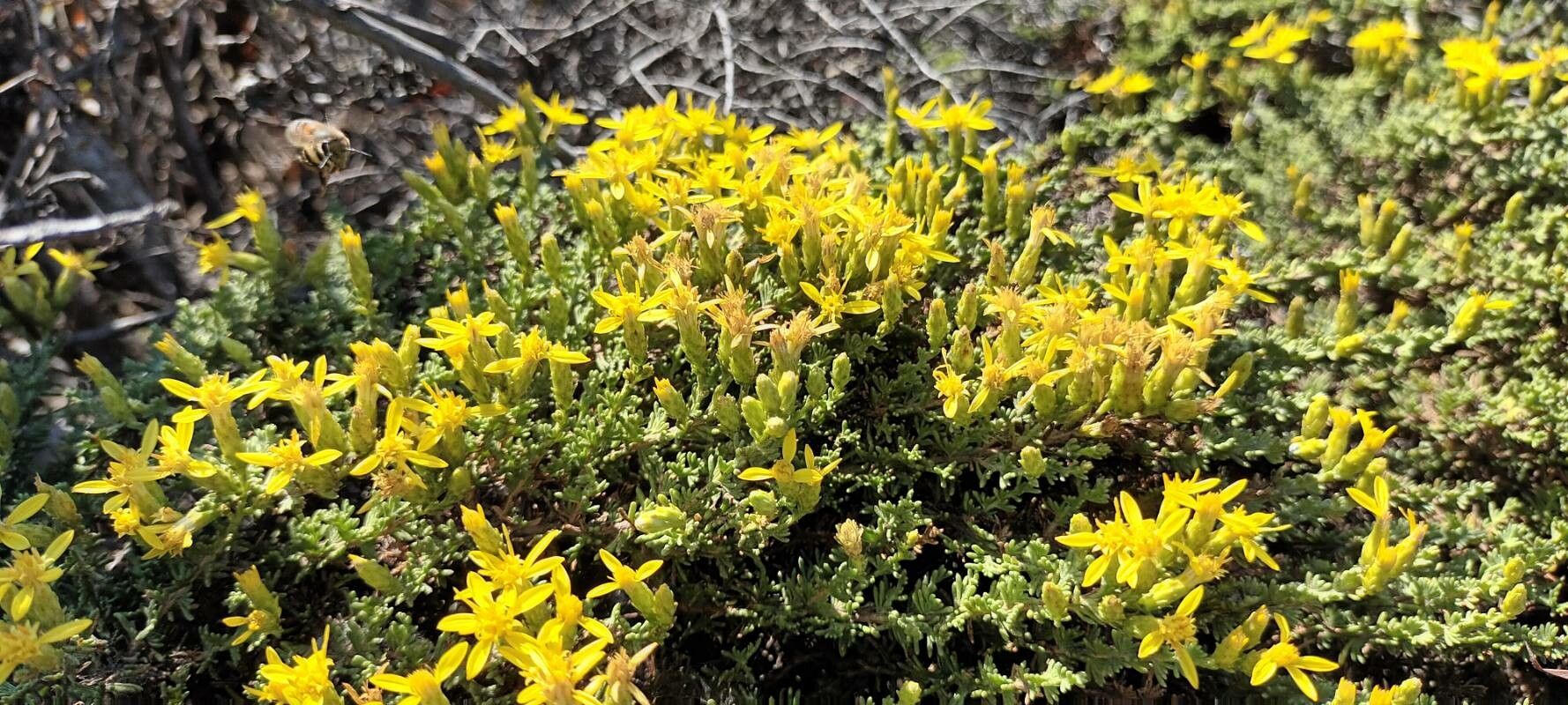 Ericameria ericoides flower