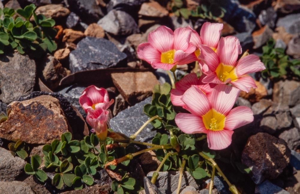 Oxalis obtusa flower