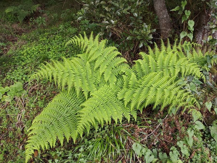 Dryopteris oligodonta leaf