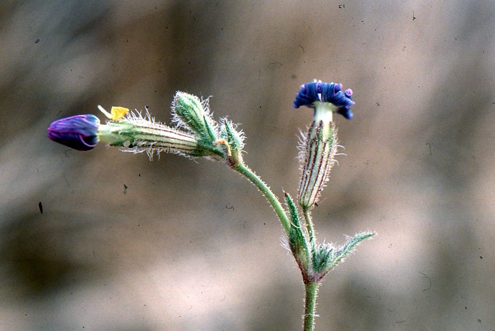 Silene arenarioides flower