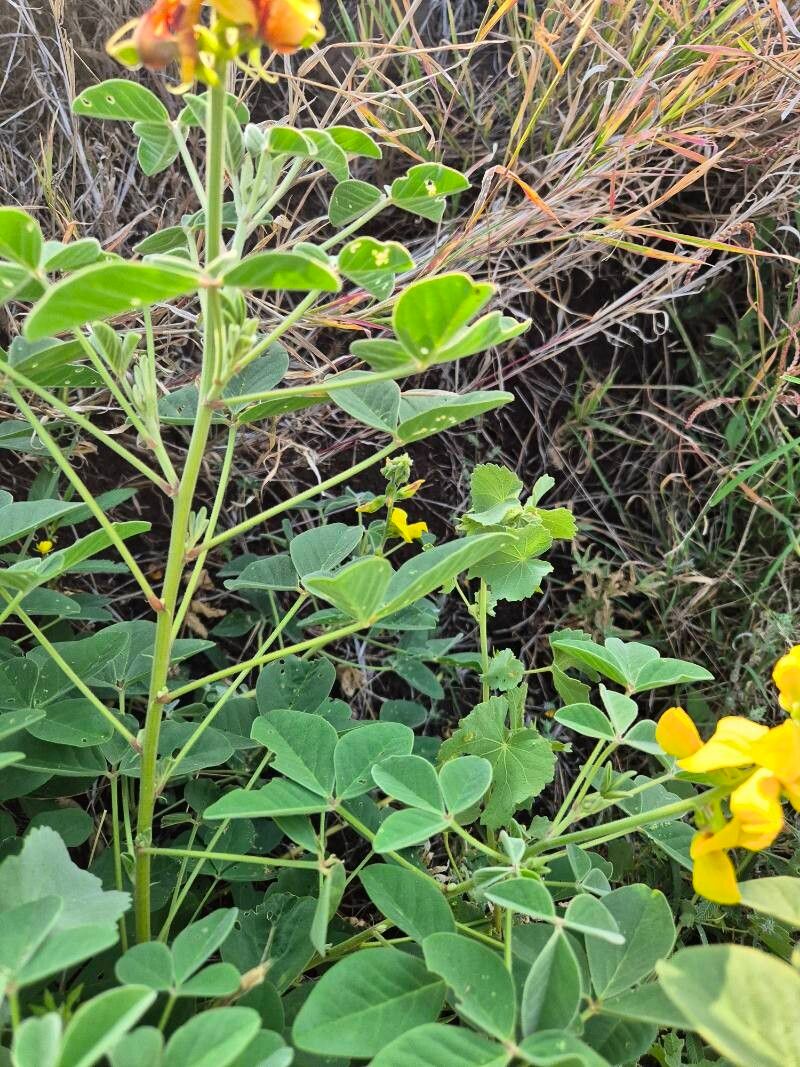 Crotalaria verdcourtii leaf