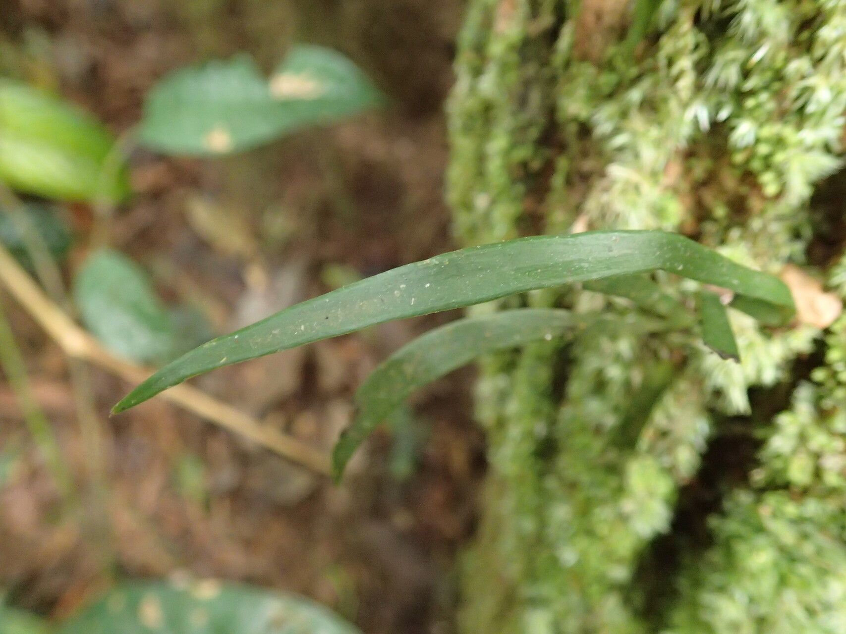 Haplopteris schaeferi — houseplant care guide