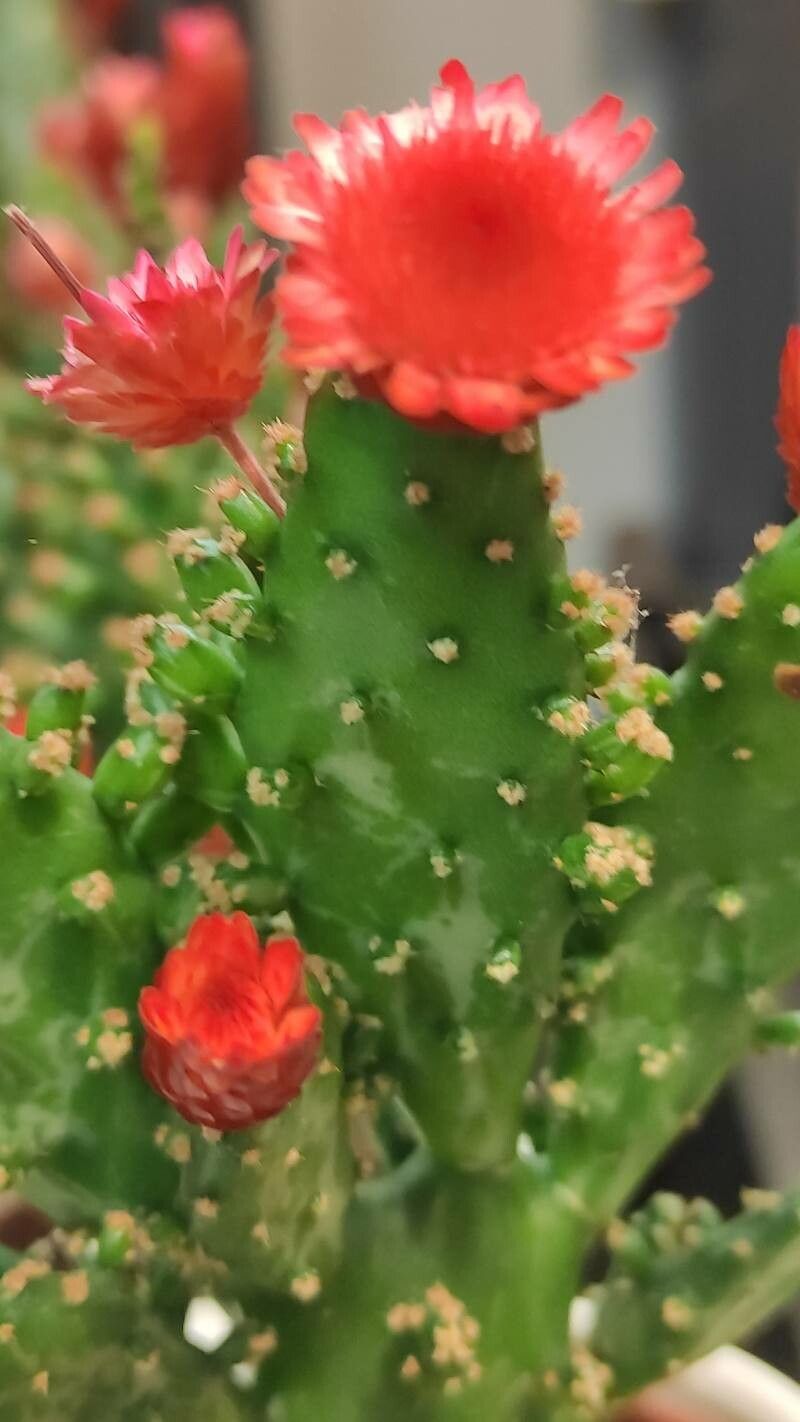 Tephrocactus verschaffeltii flower