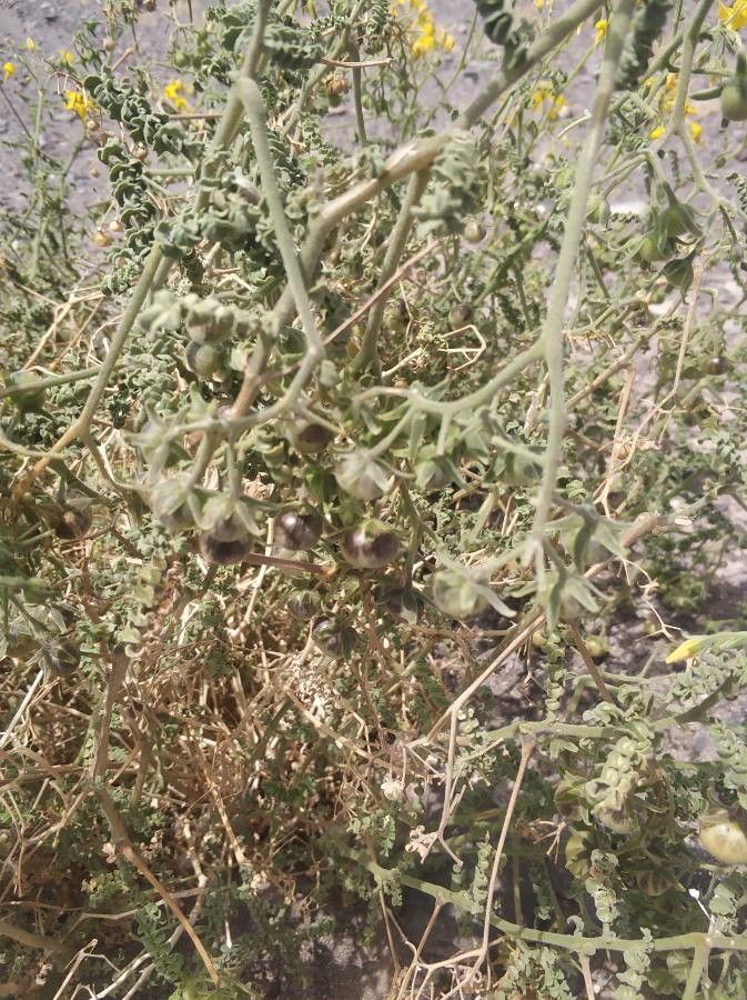 Solanum chilense fruit