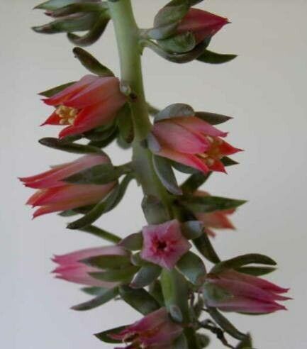 Echeveria maxonii flower