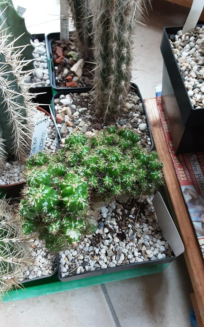 Cereus repandus flower