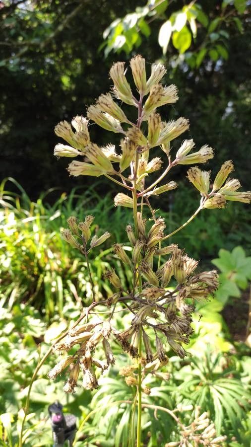 Syneilesis palmata flower