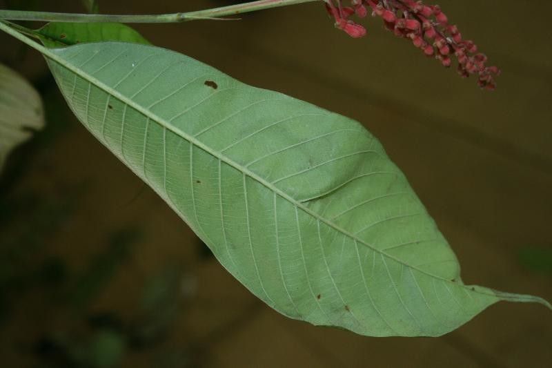 Isertia spiciformis leaf