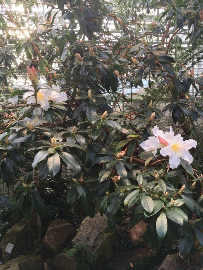 Rhododendron maddenii habit