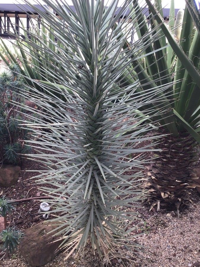 Yucca brevifolia — search result for 'Yucca'