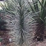 Yucca brevifolia