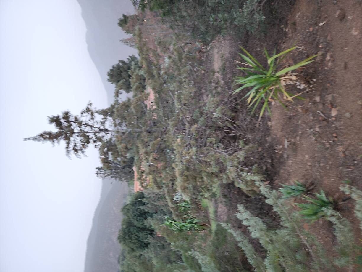 Cupressus atlantica habit
