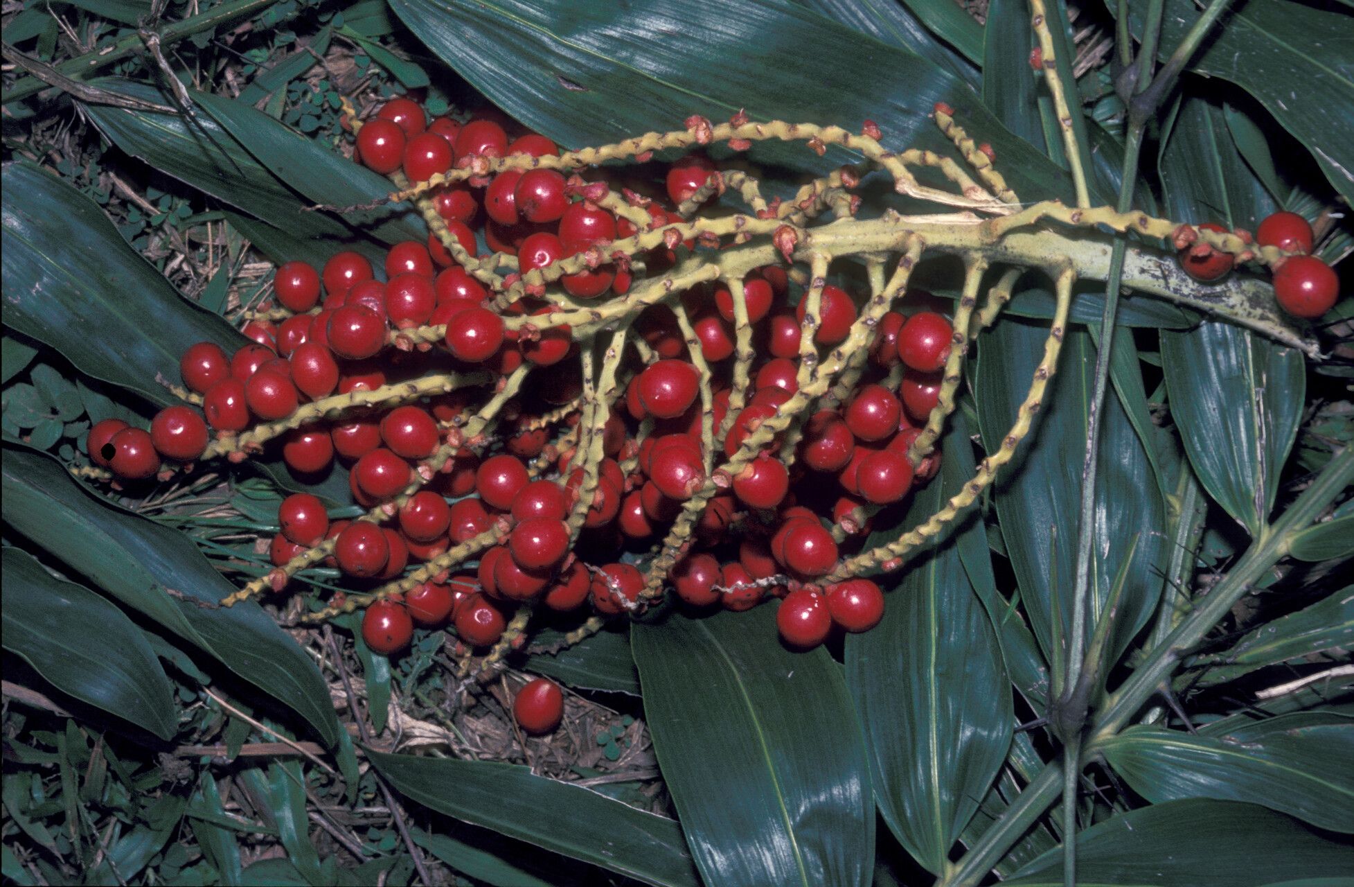 Desmoncus orthacanthos fruit