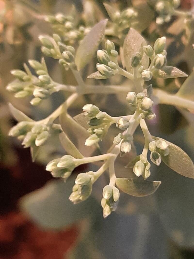 Sedum albomarginatum flower
