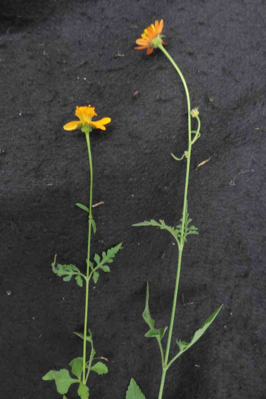 Bidens gardneri flower