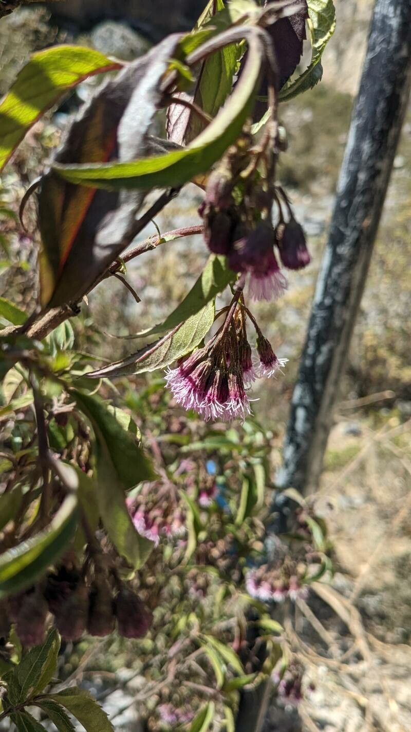 Chromolaena verbenacea flower