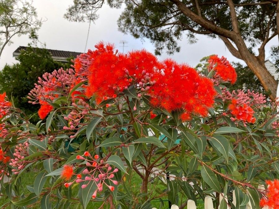 Corymbia ficifolia flower