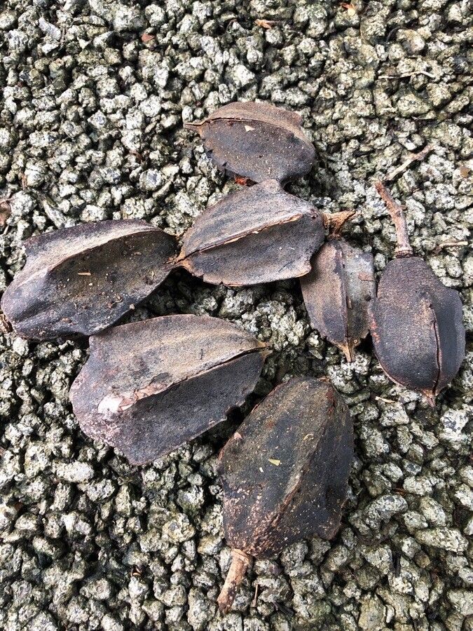 Luehea candida fruit