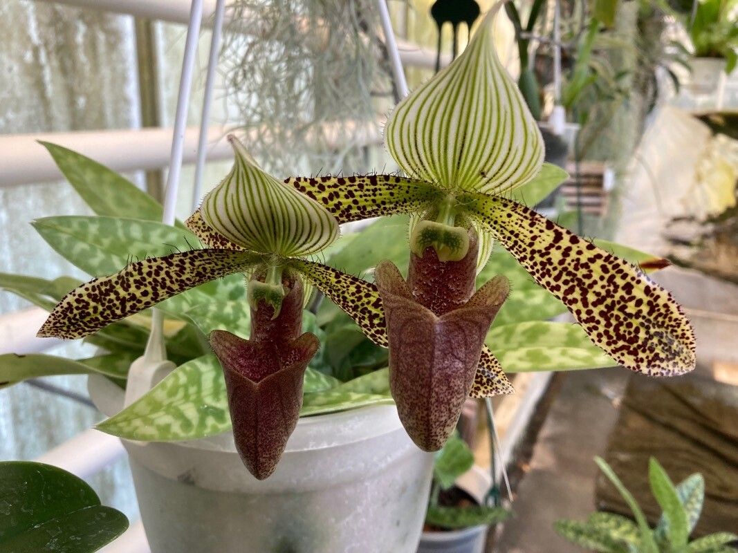 Paphiopedilum sukhakulii — search result for 'Paphiopedilum'