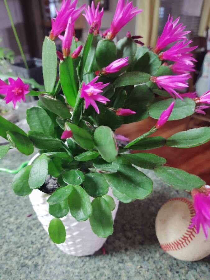 Hatiora gaertneri habit