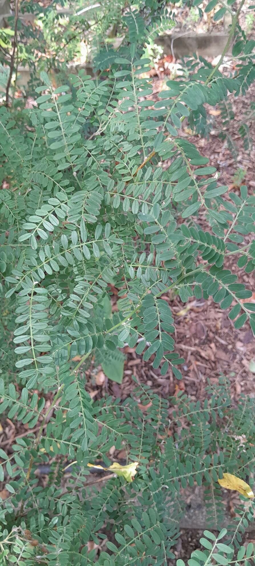 Sophora davidi — search result for 'Sophora'