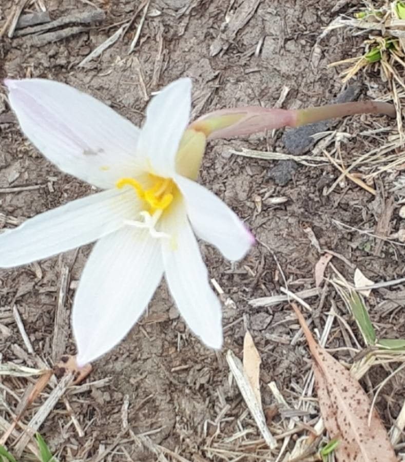 Zephyranthes cubensis — houseplant care guide